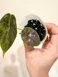 Alocasia Azlanii Aurea