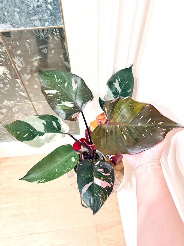 Philodendron Red Anderson Variegated
