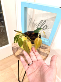 Philodendron Micans Variegated