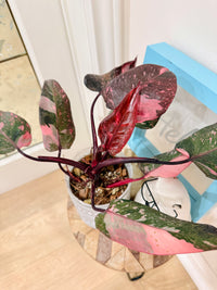 Philodendron Pink Princess Galaxy