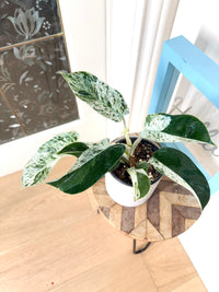 Philodendron Emerald Ice