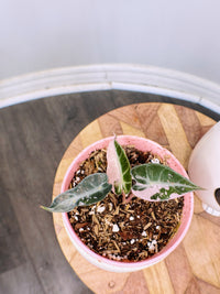 Alocasia Bambino Pink