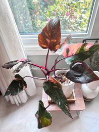 Philodendron Pink Princess Marble King