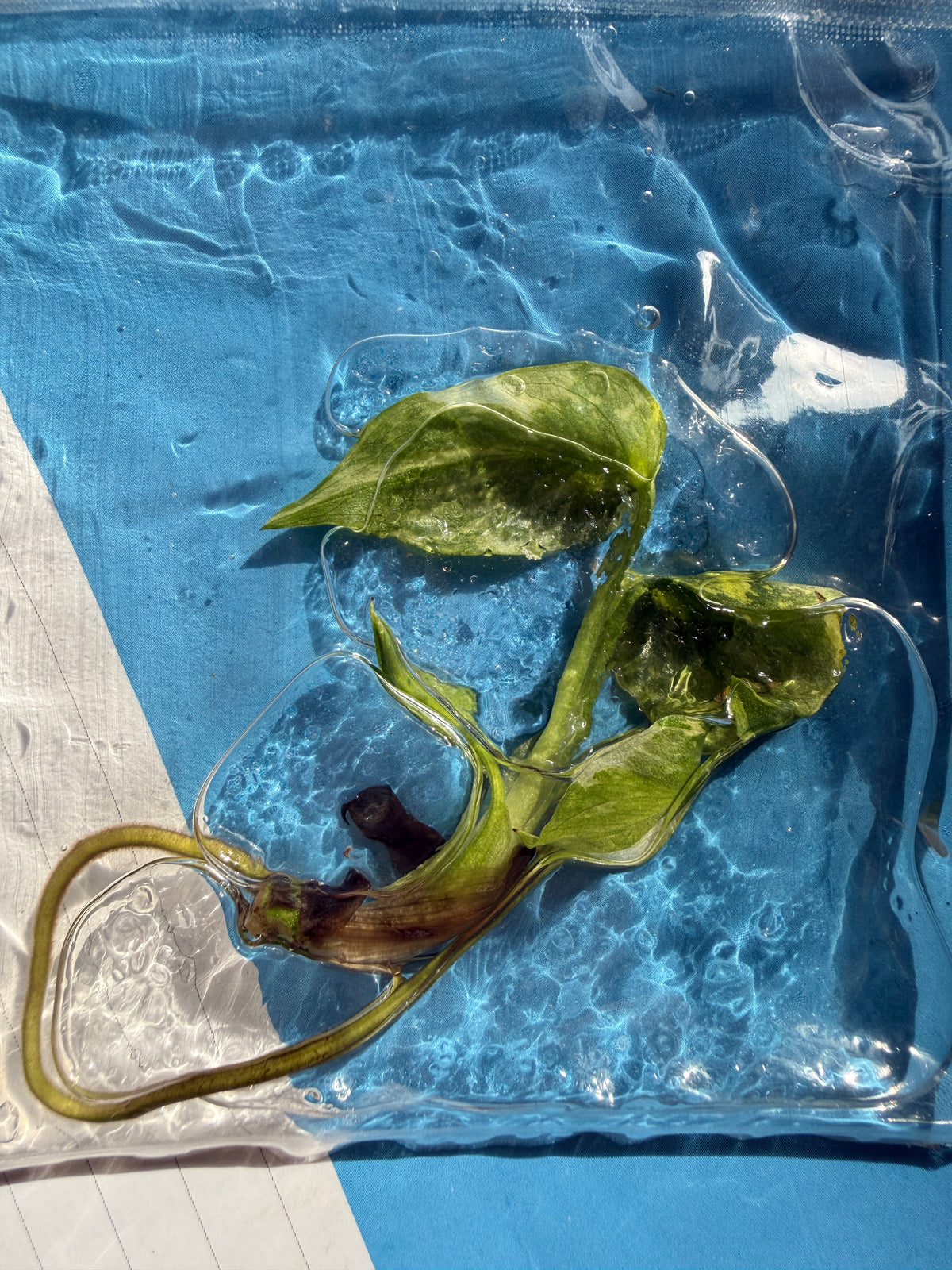 TC Monstera Golden Lion (Electrolyte Tricolour)