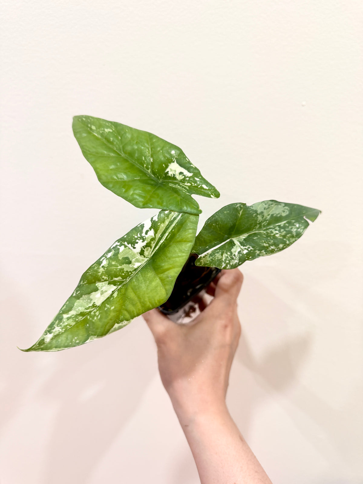 Alocasia Simpo Albo