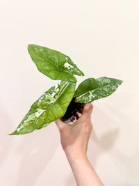 Alocasia Simpo Albo