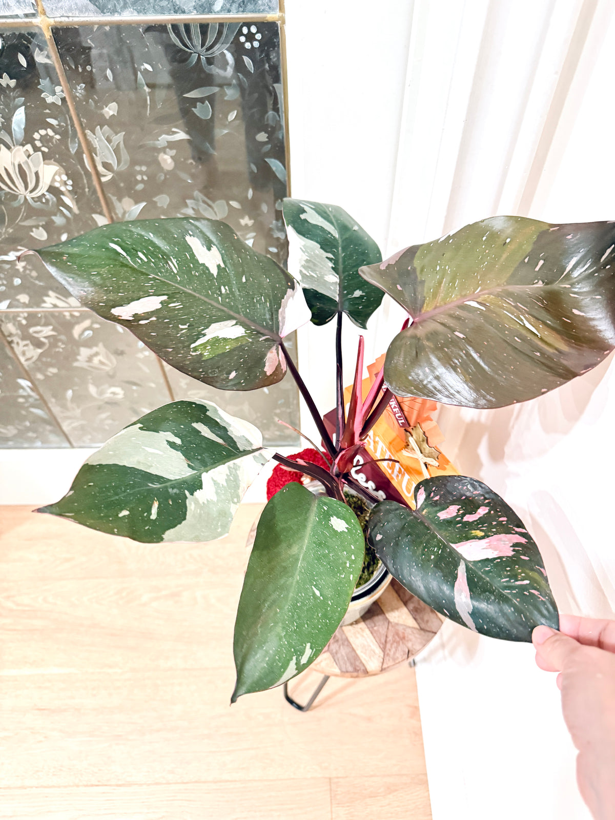 Philodendron Red Anderson Variegated