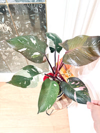 Philodendron Red Anderson Variegated