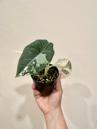 Alocasia Maharani Albo