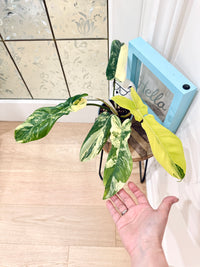 Philodendron Florida Beauty x Bobcee Variegated