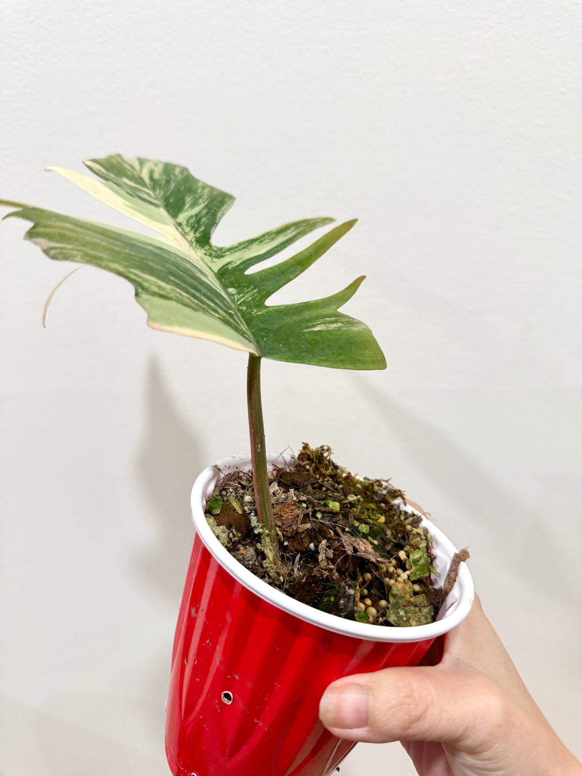 Philodendron Florida Beauty x Tortum