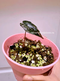 Alocasia Nobilis Pink (from corm)