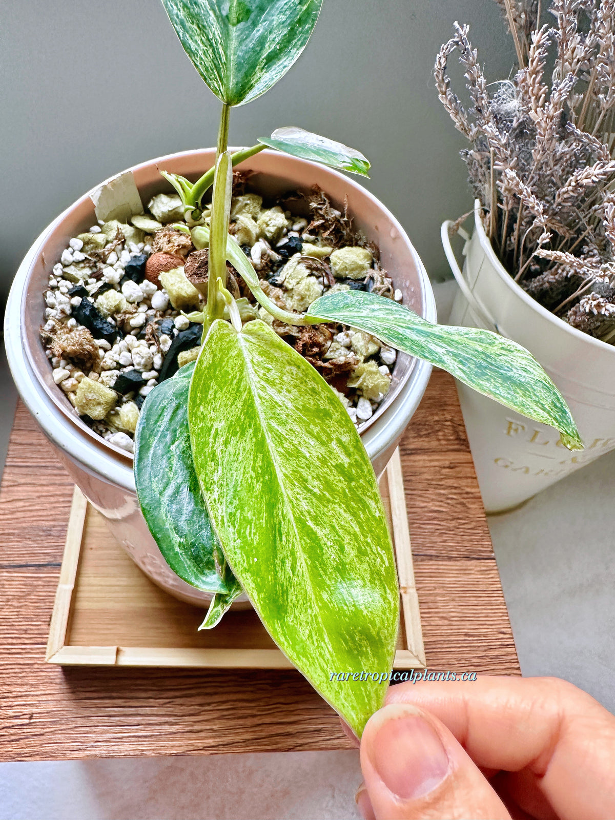 Philodendron Emerald Ice