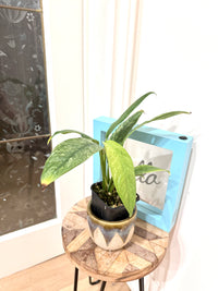 Rhaphidophora Gorilan Variegated