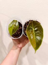 Alocasia Sedenii Aurea