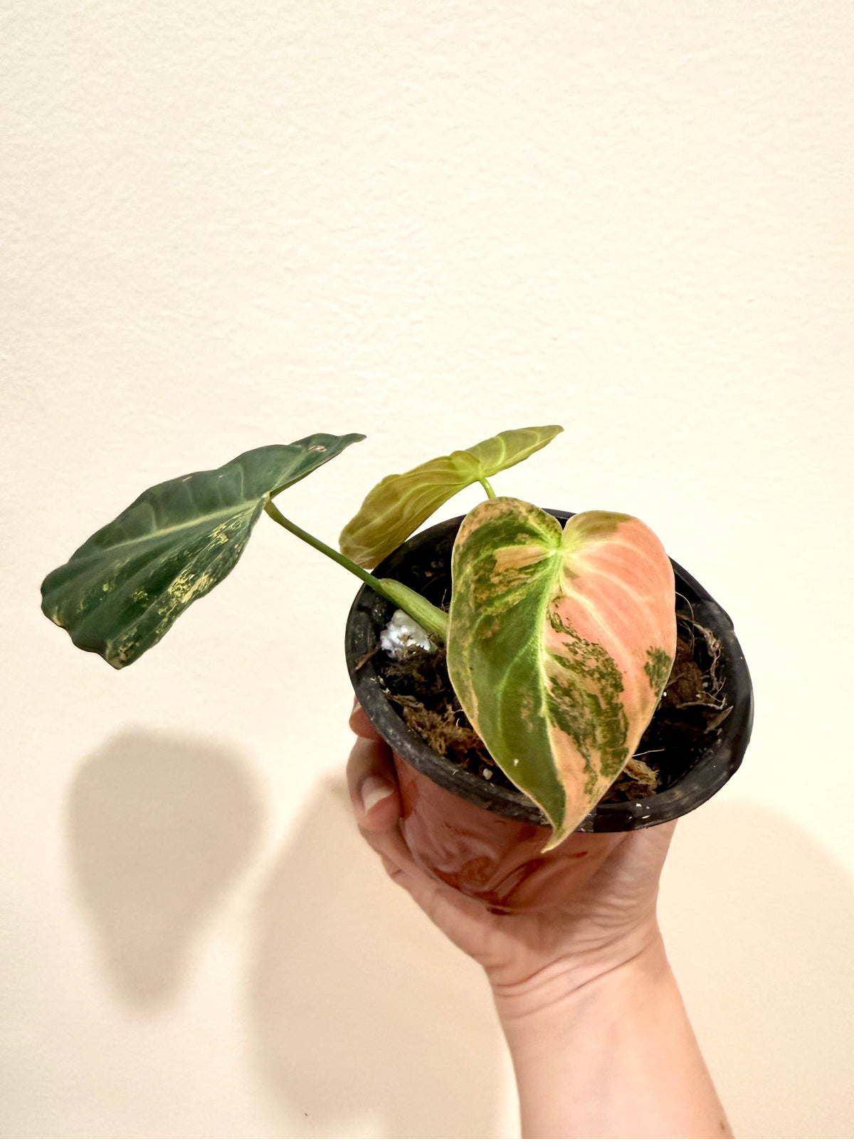 Philodendron Melanocrysum Orange "Bonfire"