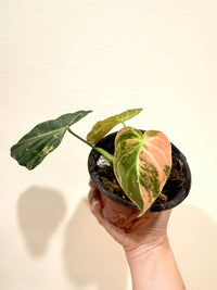 Philodendron Melanocrysum Orange "Bonfire"