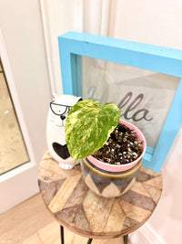 Anthurium Papillilaminum Variegated x RLFS
