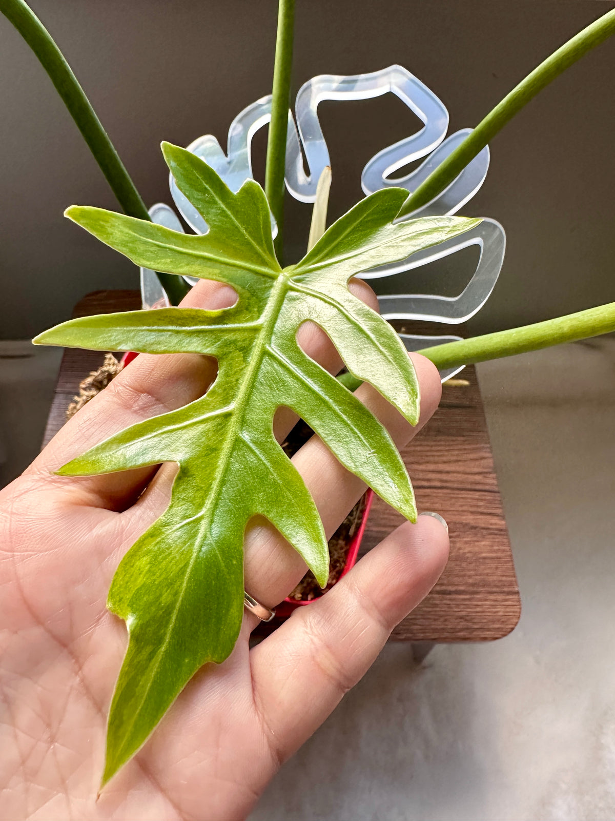 Philodendron Radiatum Variegated