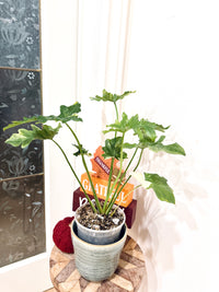 Philodendron Selloum Variegated