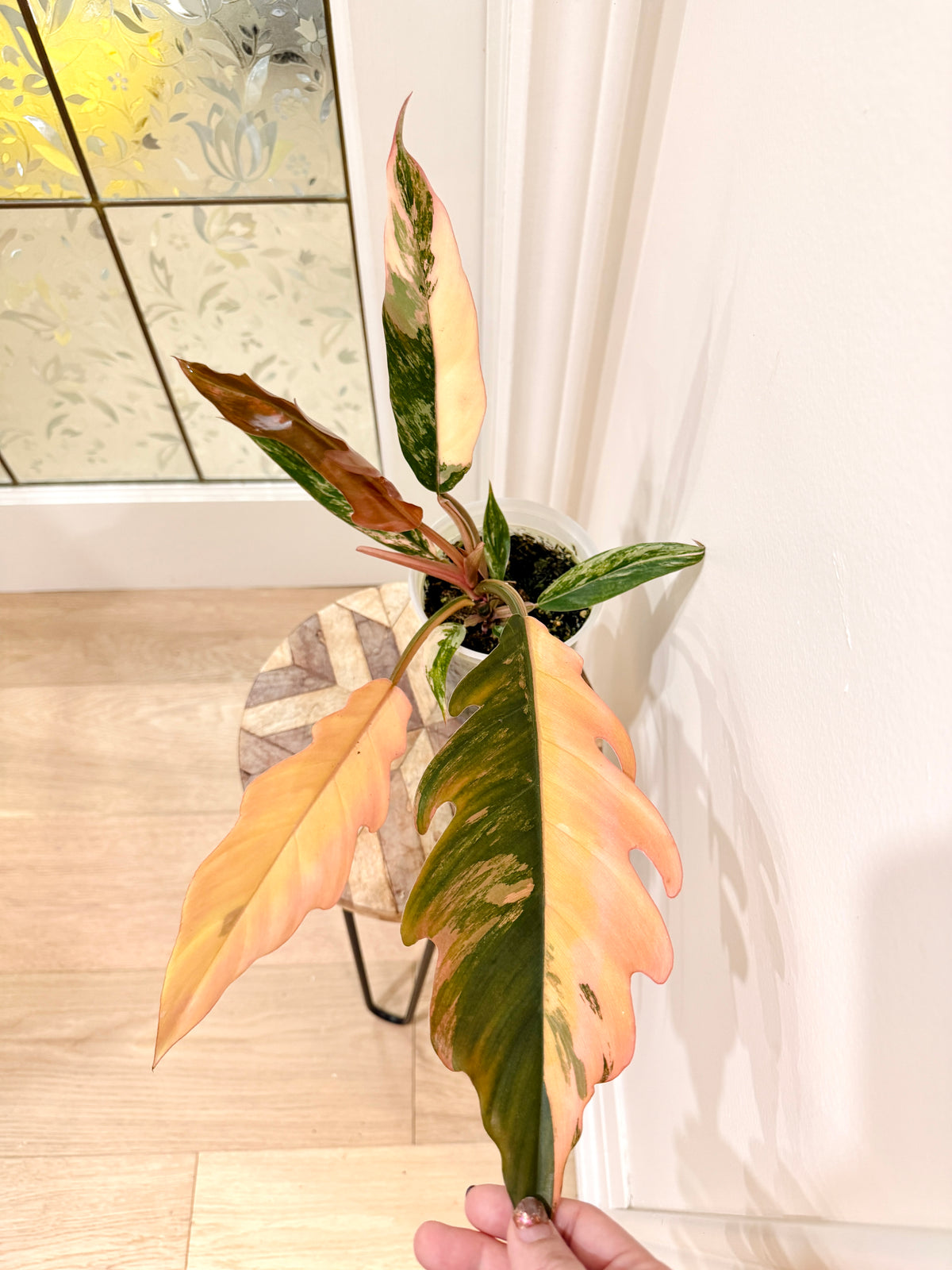 Philodendron Caramel Marble