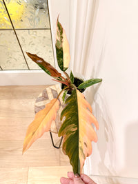 Philodendron Caramel Marble