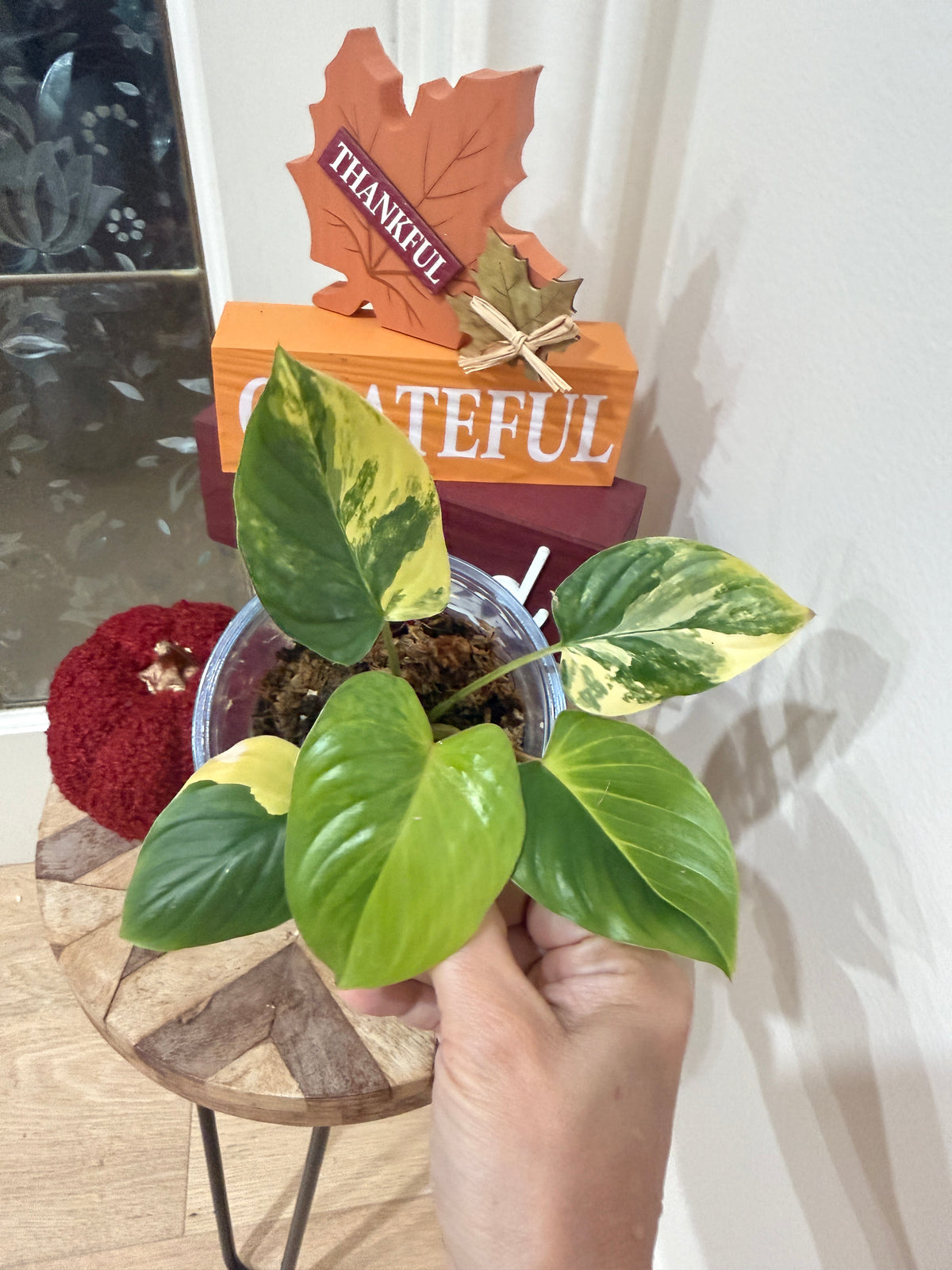 Homalomena Rubescen Tricolour