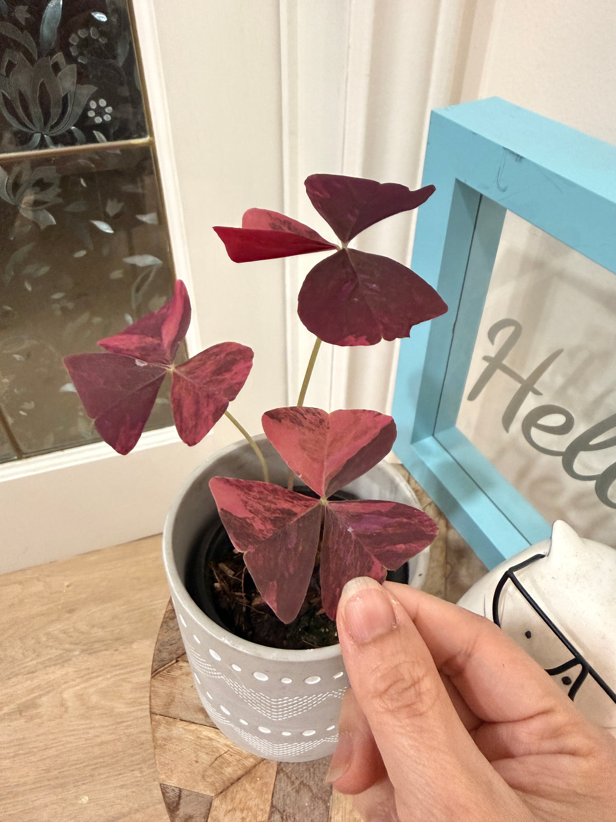 Oxalis Triangularis Variegated