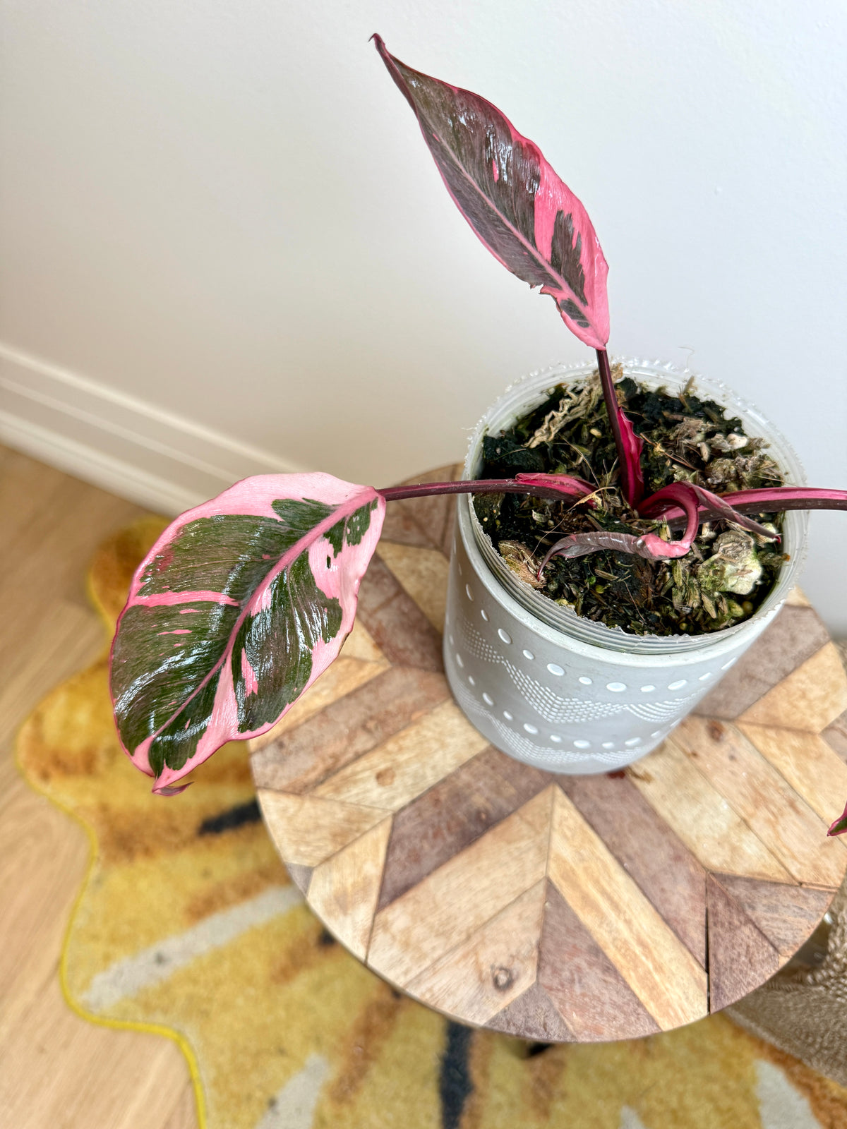 Philodendron Pink Princess Mutation