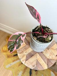 Philodendron Pink Princess Mutation
