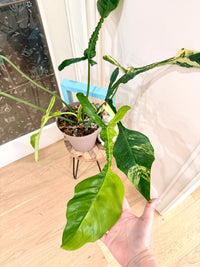 Philodendron Joepii Variegated XL