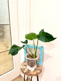 Monstera Zoombie