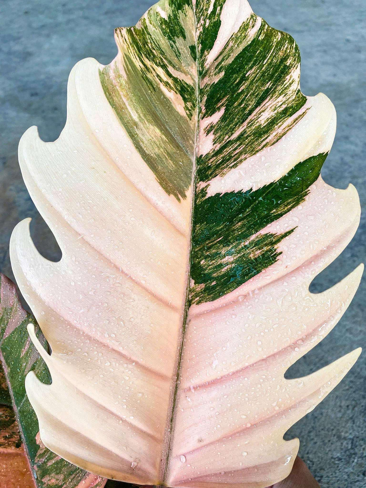 [PRE ORDER] PHILODENDRON CARAMEL MARBLE RED FIRE