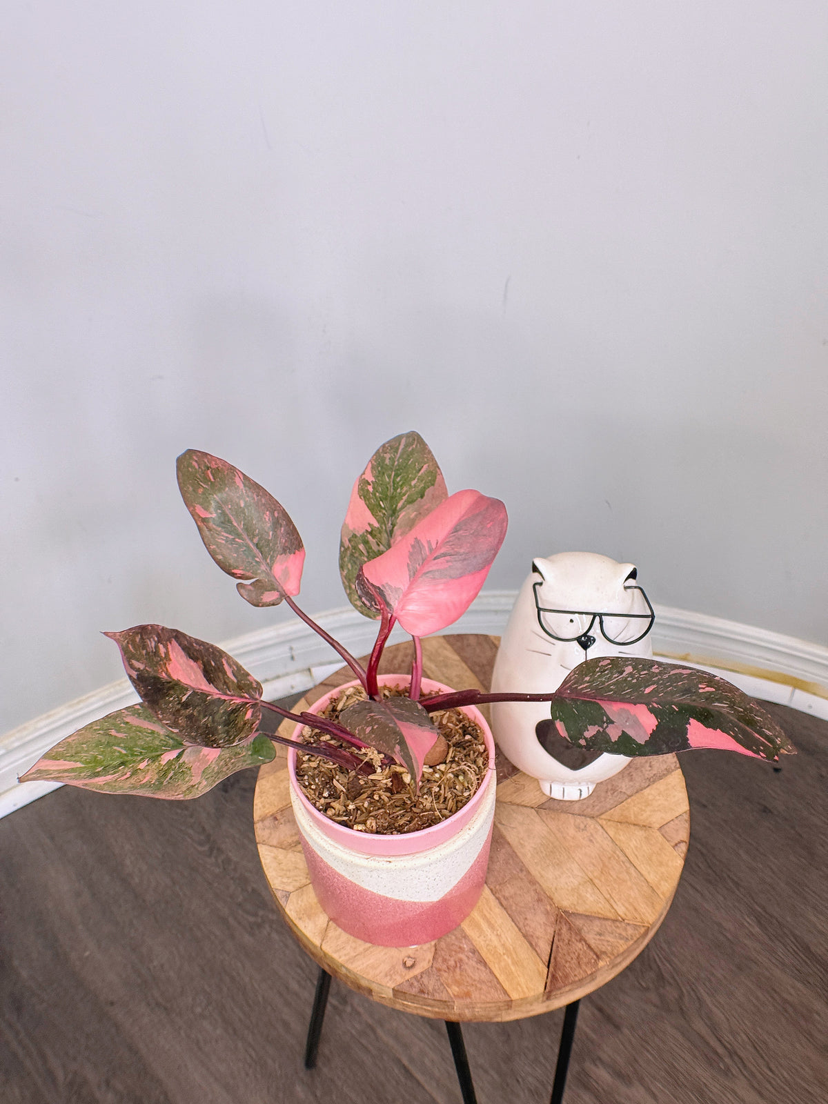 Philodendron Pink Princess Galaxy