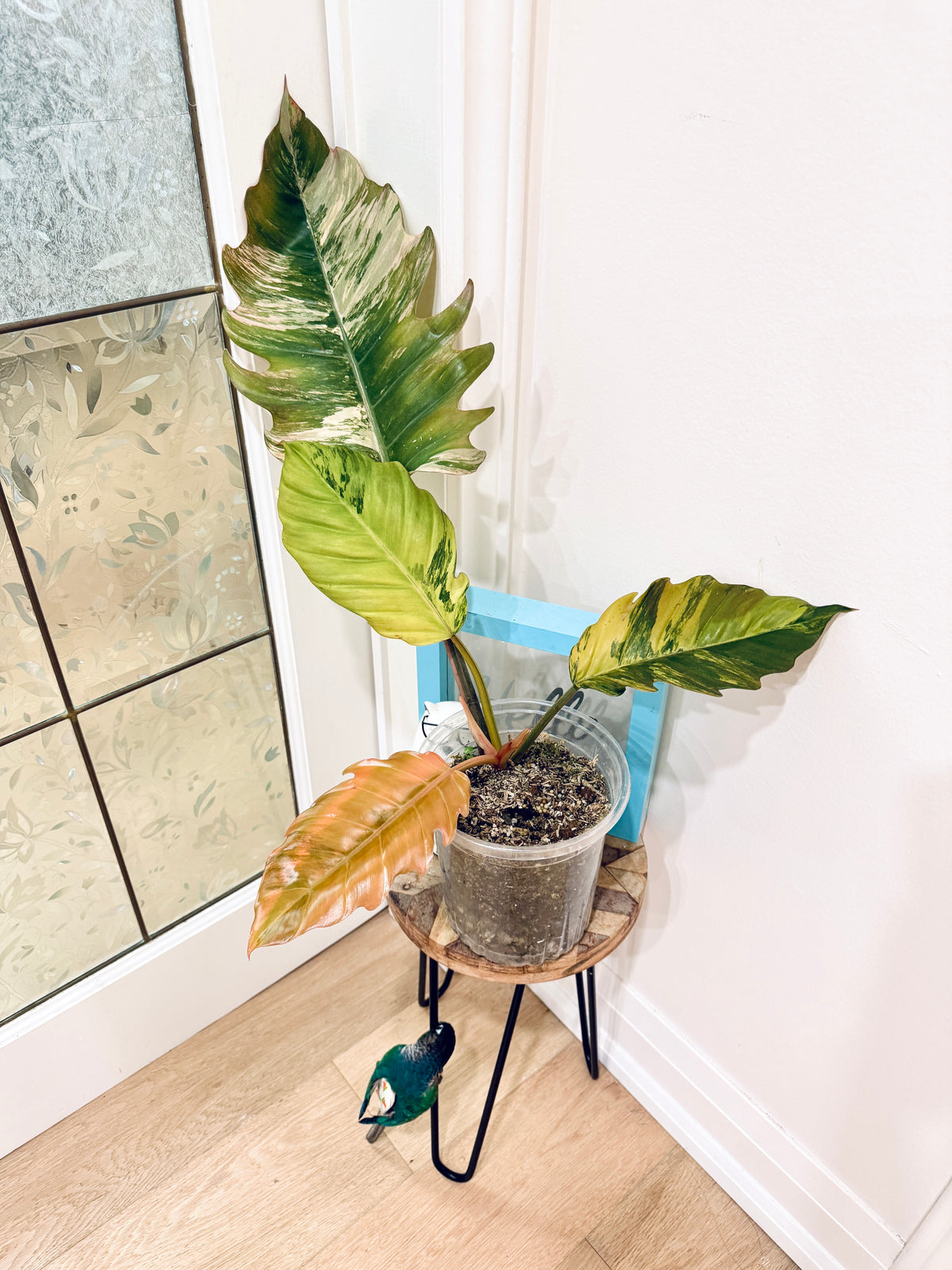 Philodendron Caramel Marble
