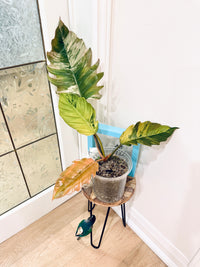 Philodendron Caramel Marble