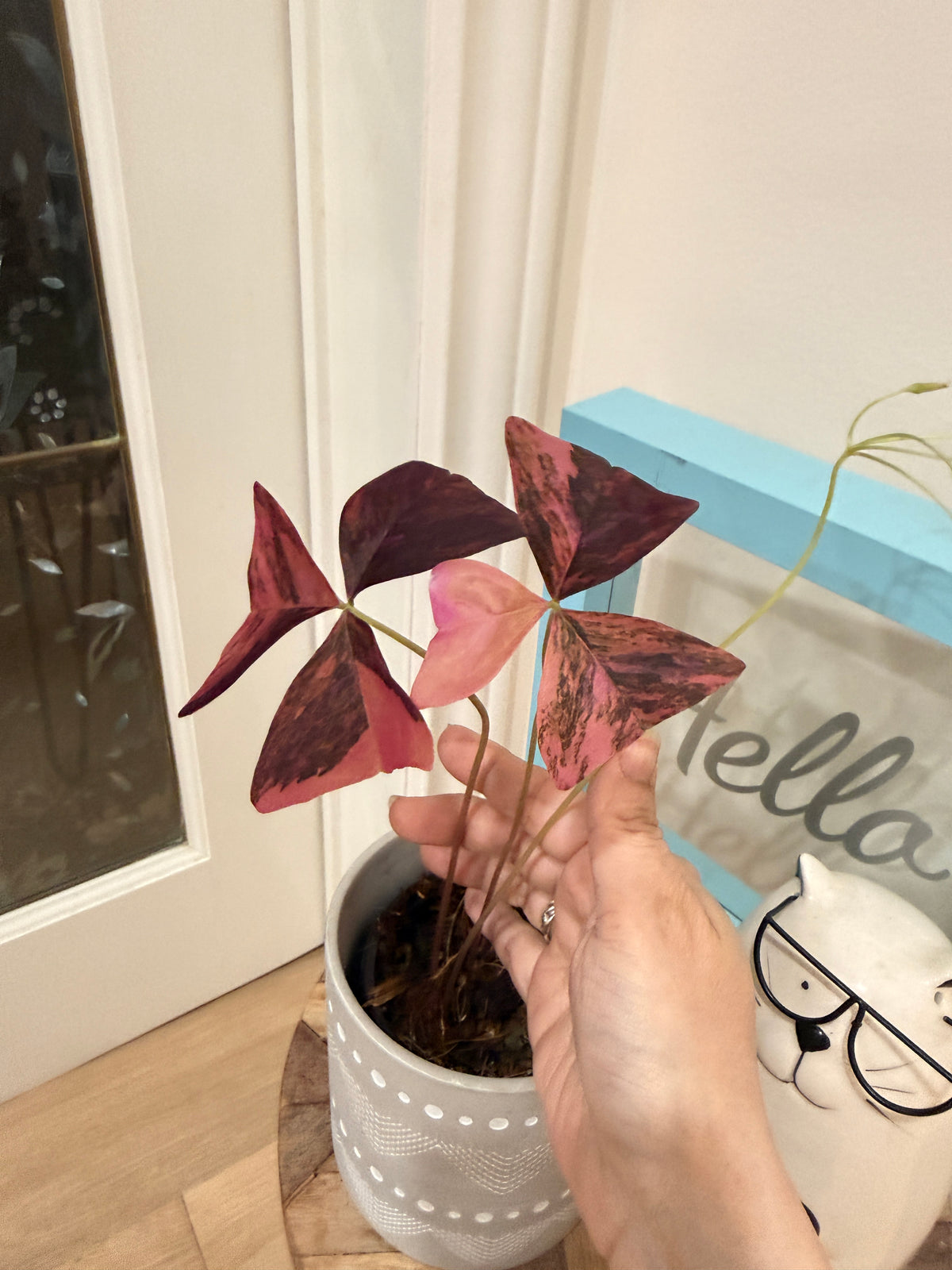Oxalis Triangularis Variegated