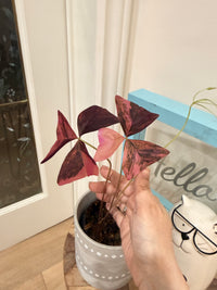 Oxalis Triangularis Variegated