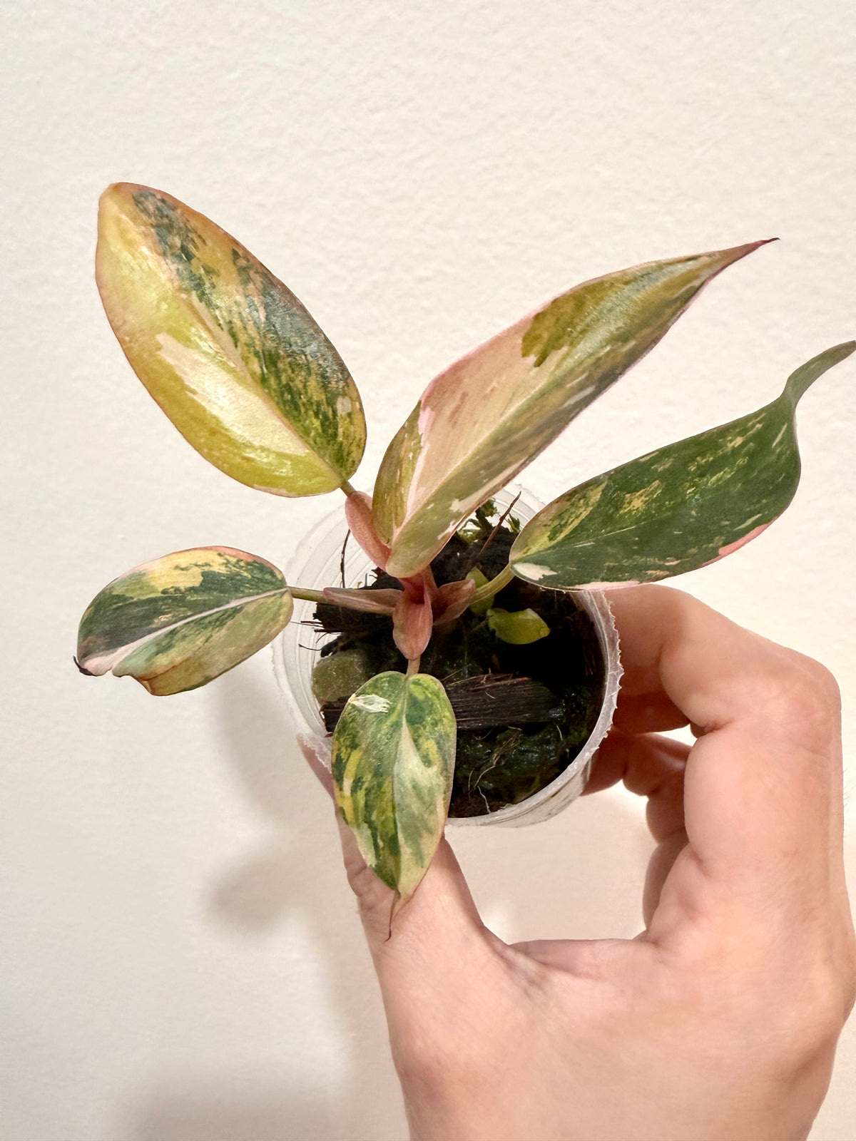 Philodendron Princess Tricolour