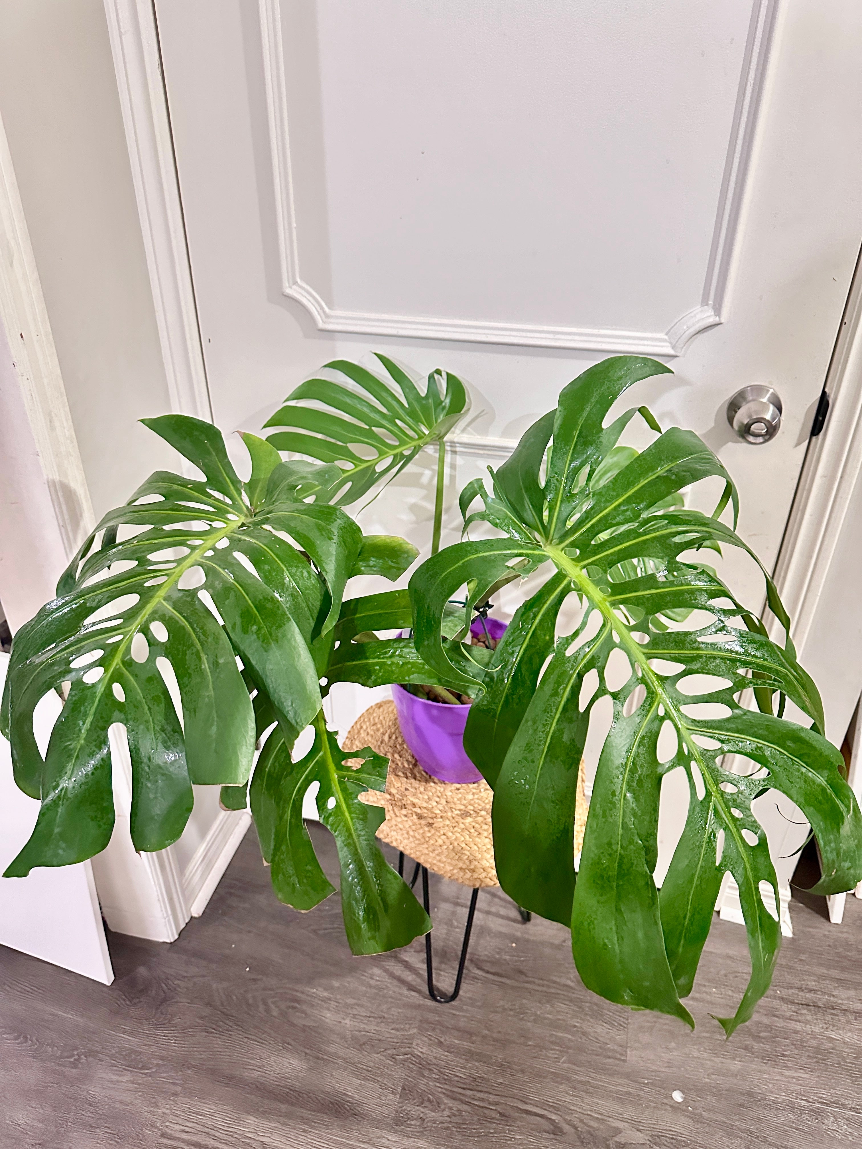 Monstera – Rare Tropical Plants Canada Monstera – Rare Tropical Plants Canada