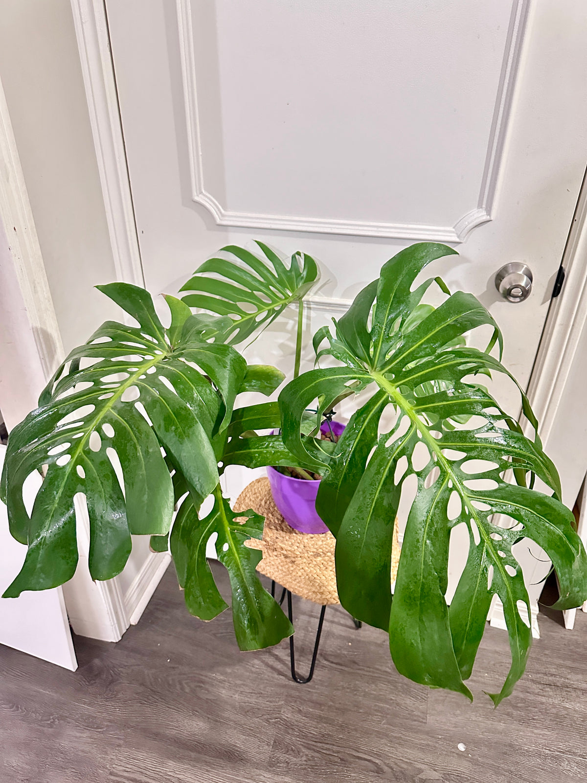 Monstera Macrocosm Mature form