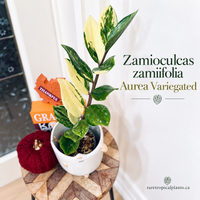 ZZPlant Aurea