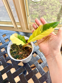 Philodendron Caramel Marble