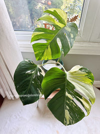 Monstera Mint 3 leaves XL