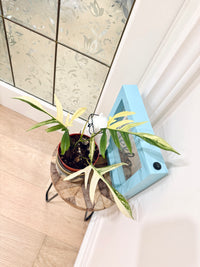 PHILODENDRON FLORIDA BEAUTY × POLYPODIOIDES VARIEGATED