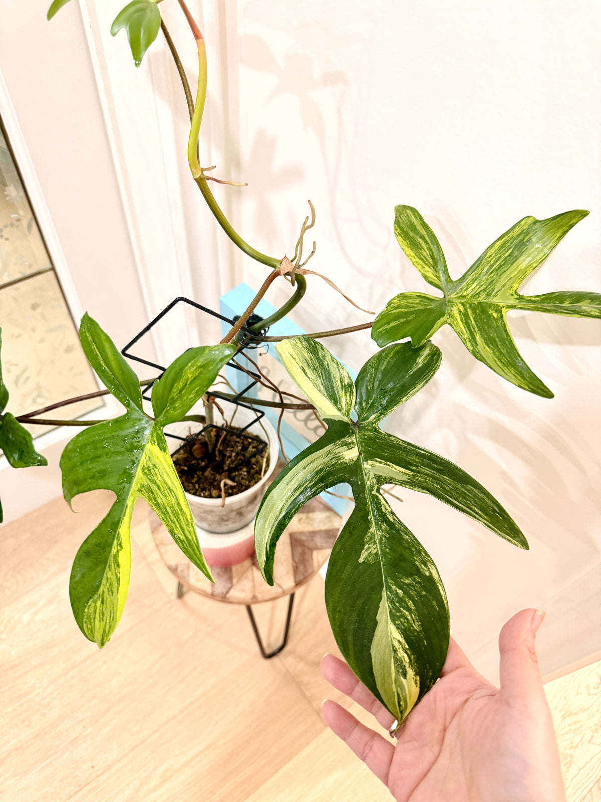 Philodendron Florida Beauty
