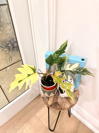 Philodendron Flobe x Tortum