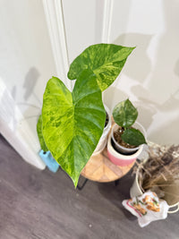 Alocasia Gageana Mint & Wentii Silver
