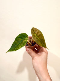 Alocasia Sedenii Aurea