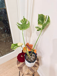 Monstera Legacy Compacta